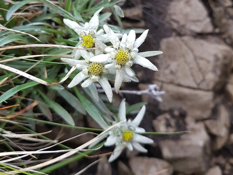 Edelweiss