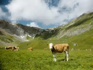 alpschaft1