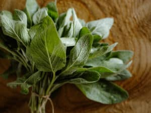 frische kraeuter